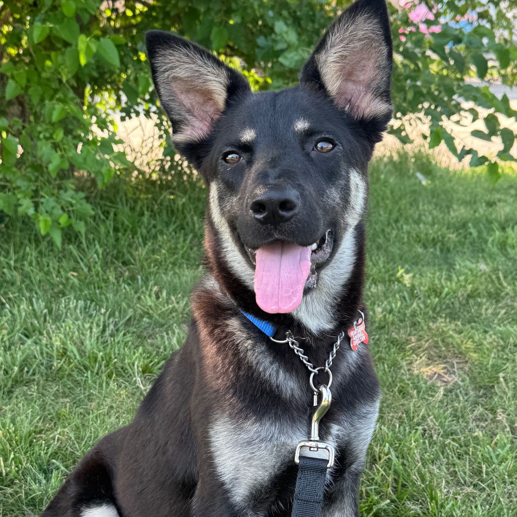 Dante the service dog sitting in grass, black and cream coat, one ear semi-floppy.